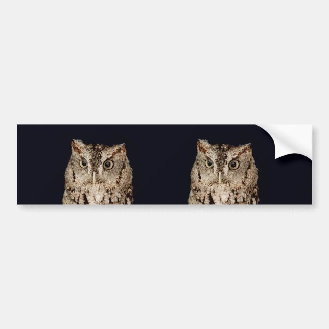 Screech Owl Bumper Sticker (Front)