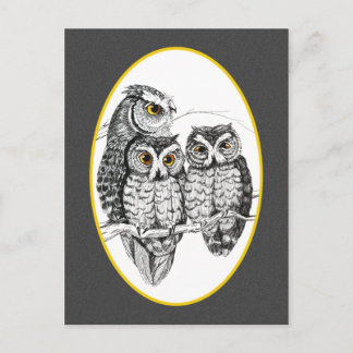 Screech Owl Family Postcard