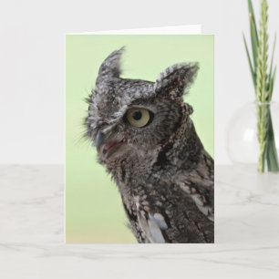 Screech Owl greeting card