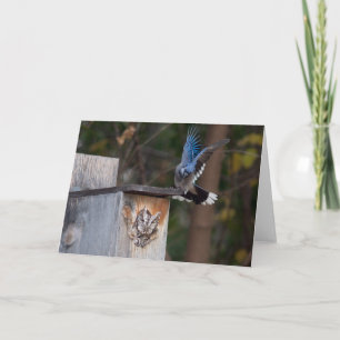Screech-Owl Harassed by Blue Jay Card