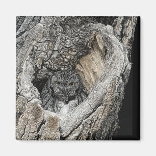 Screech Owl Magnet - "Heart of San Pedro"