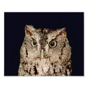 Screech Owl Photo Print
