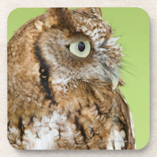 Screech owl portrait coaster