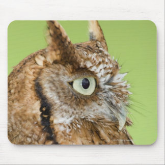 Screech owl portrait mouse pad
