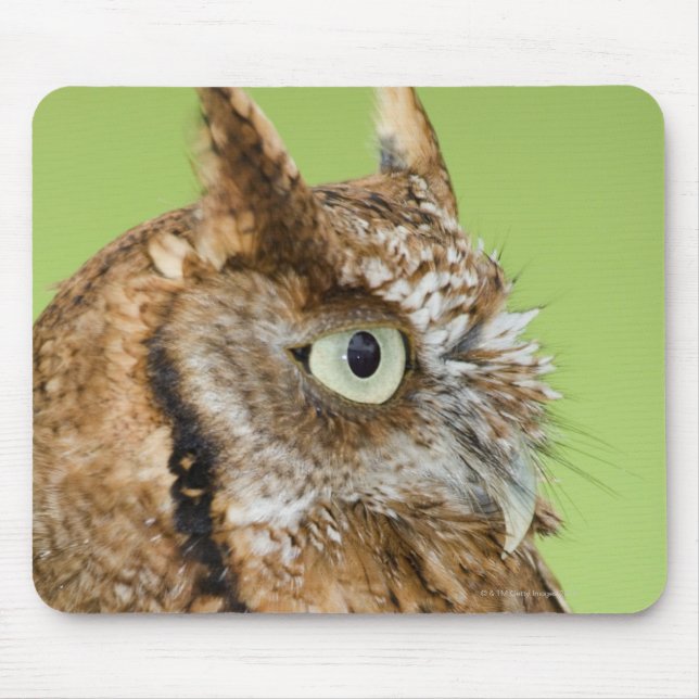 Screech owl portrait mouse pad (Front)