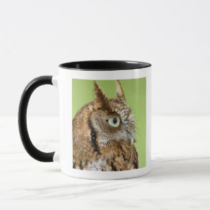Screech owl portrait mug