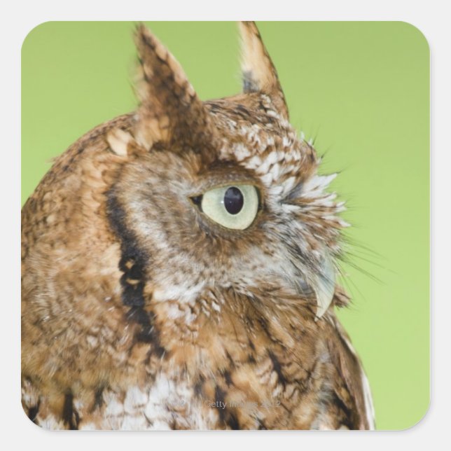 Screech owl portrait square sticker (Front)