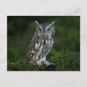 Screech Owl postcard