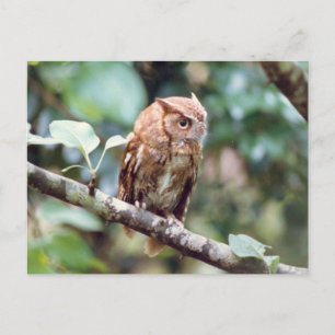 Screech Owl Postcard