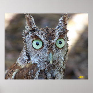 Screech Owl Poster