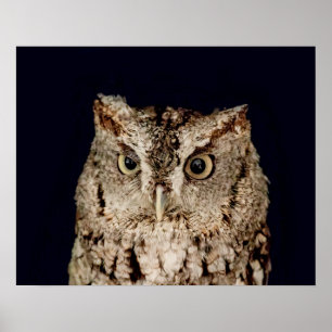 Screech Owl Poster