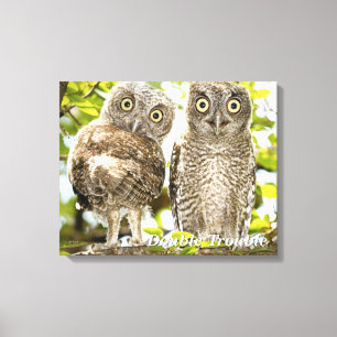 Screech Owls Chicks Canvas Print