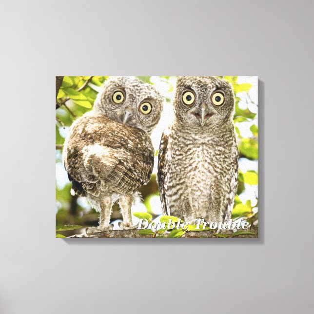 Screech Owls Chicks Canvas Print (Front)