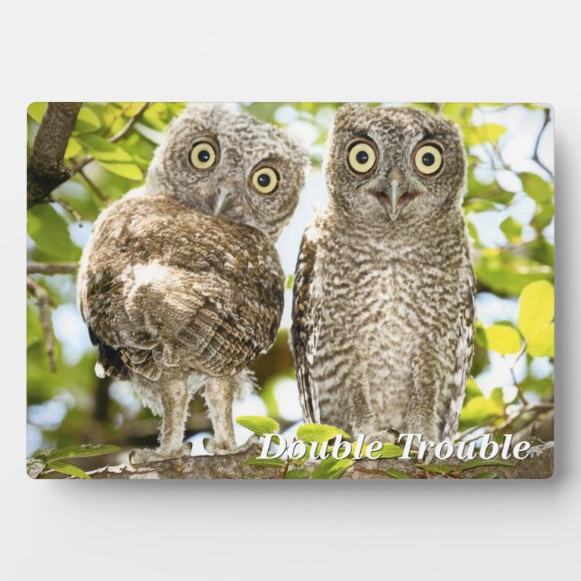 Screech Owls Chicks Plaque (Front)