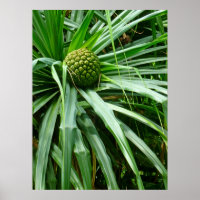 Screw-pine or Hala fruit