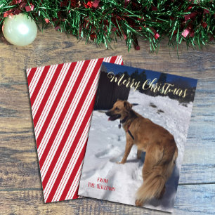 Script moderne Single Dog Photo Foil Carte de Noël