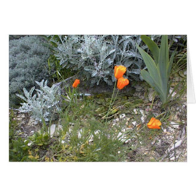 Scripture Card: CA Poppies (Front Horizontal)