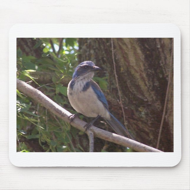 Scrub Jay Mouse Pad (Front)