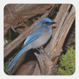Scrub Jay Square Sticker