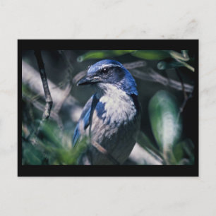 Scrub Jay, Western Postcard