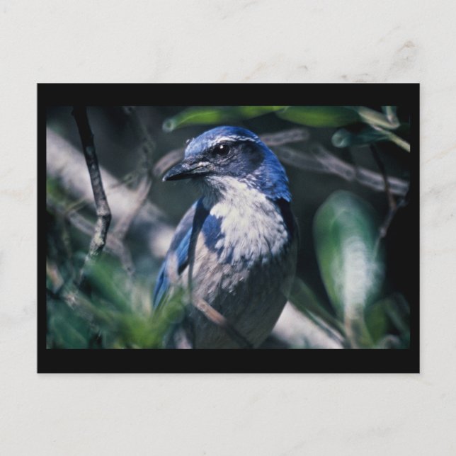 Scrub Jay, Western Postcard (Front)