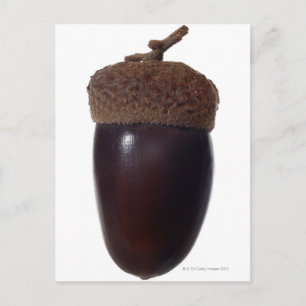 Scrub Oak Acorn (Quercus berberidifolia) close Postcard