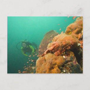 scuba diver & Scorpionfish Scorpanopsis Postcard
