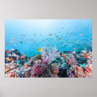 Scuba Diving With Colourful Reef And Coral