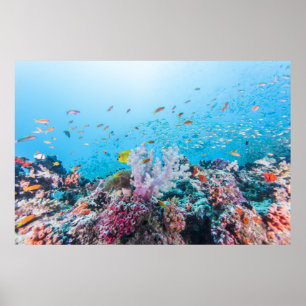 Scuba Diving With Colourful Reef And Coral Poster