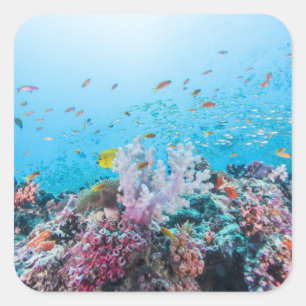 Scuba Diving With Colourful Reef And Coral Square Sticker