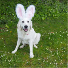 sculpture en photo de lapin