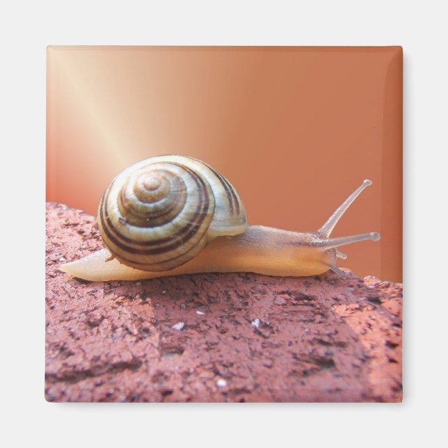 Scurrying Snail ~ magnet (Front)