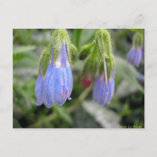 Scutellaire à fleurs latérales postcard