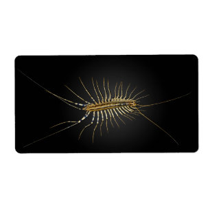 Scutigera Coleoptrata de centipède de Chambre