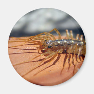 Scutigera Coleoptrata Magnet