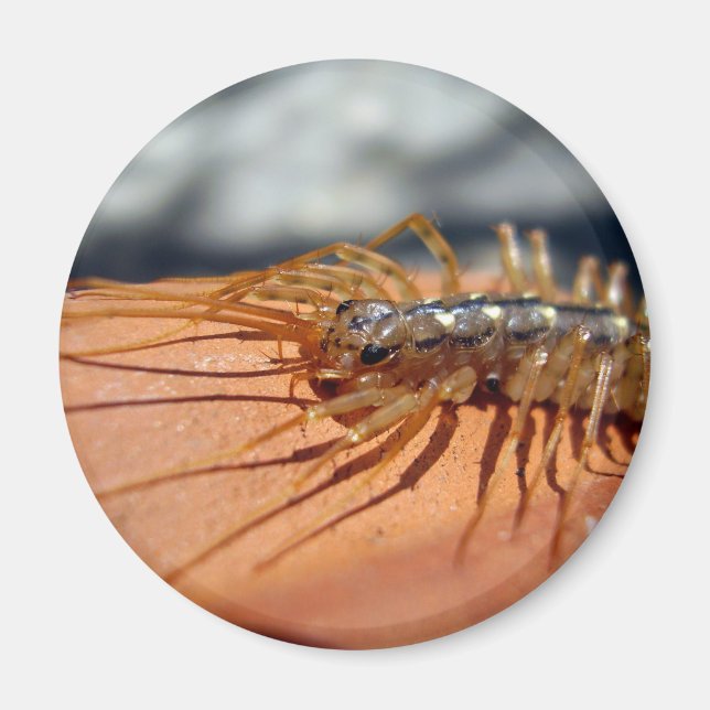 Scutigera Coleoptrata Magnet (Front)
