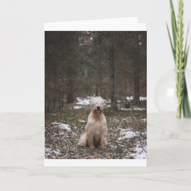 scwt sitting in woods card (Front)