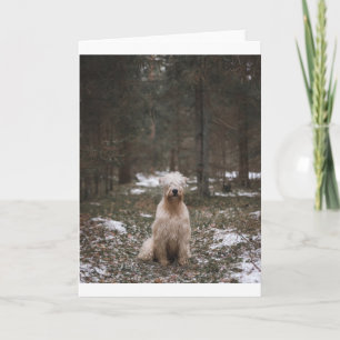 scwt supervision in woods card