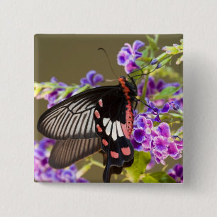 SE Asia, Thailand, Doi Inthanon, Papilio 2 Inch Square Button