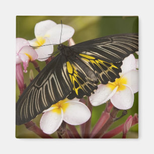 SE Asia, Thailand, Khon Kaen Magnet