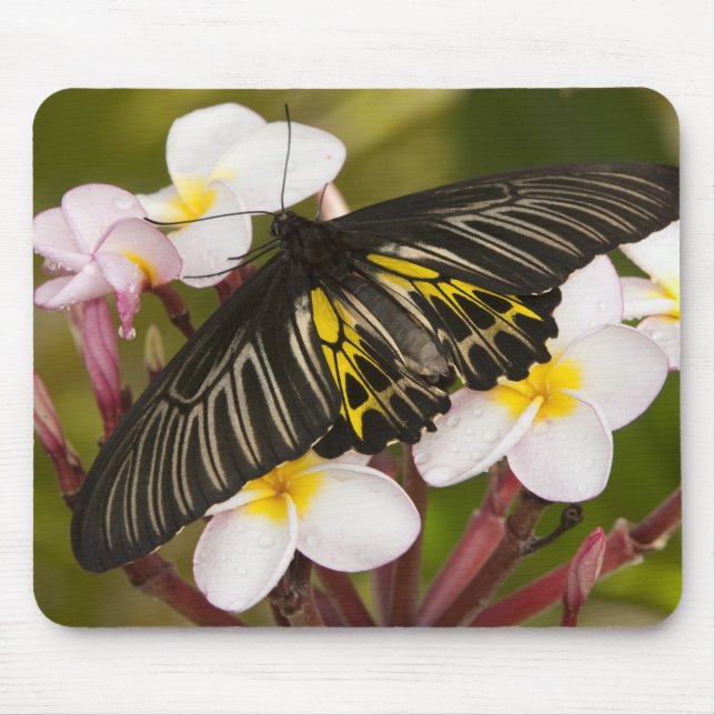 SE Asia, Thailand, Khon Kaen Mouse Pad (Front)