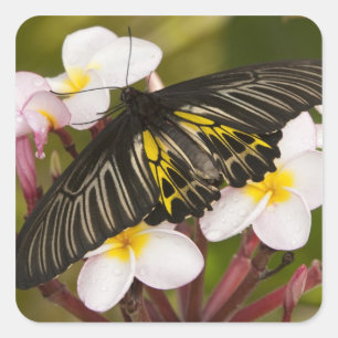SE Asia, Thailand, Khon Kaen Square Sticker