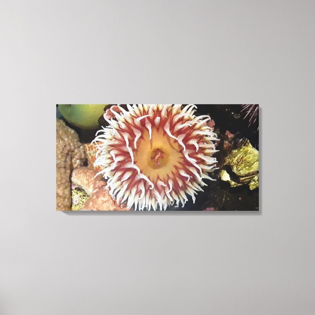 Sea Anemone Canvas Print (Front)