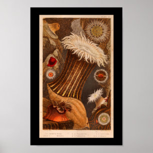 Sea Anemone Color Marine Life Print