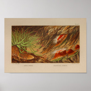Sea Anemone Ocean Animals Colour Art Print