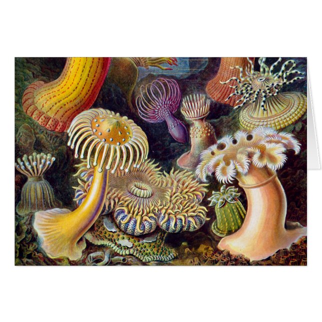 Sea Anemone Scientific Nature Ocean (Front Horizontal)