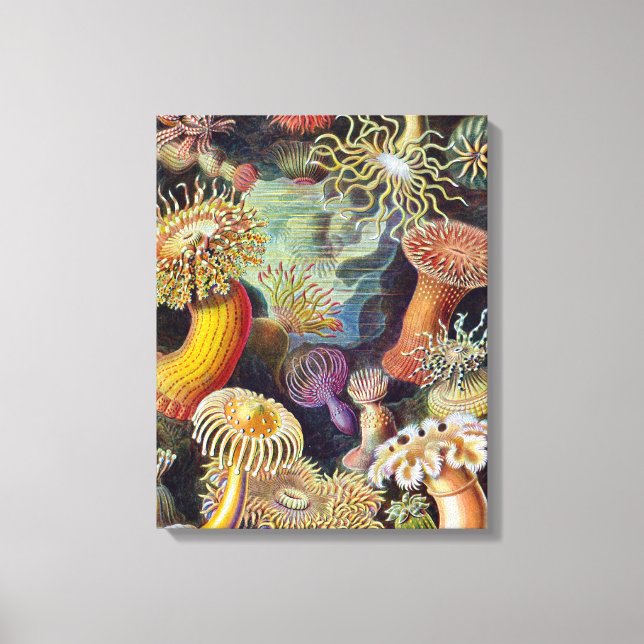 Sea Anemone Scientific Nature Ocean Canvas Print (Front)