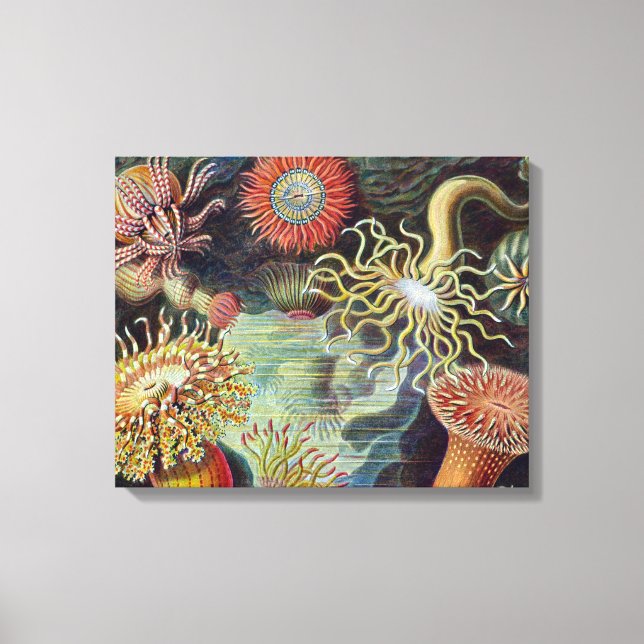Sea Anemone Scientific Nature Ocean Canvas Print (Front)