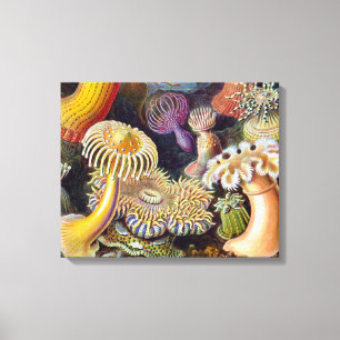 Sea Anemone Scientific Nature Ocean Canvas Print