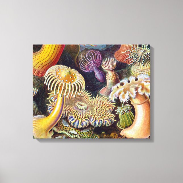 Sea Anemone Scientific Nature Ocean Canvas Print (Front)